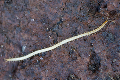 Schendyla nemorensis