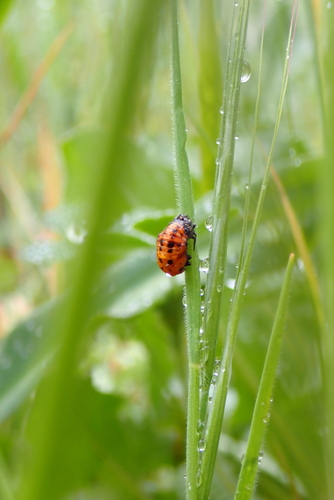 iNaturalist observation photo of Oblong Lady Beetles
