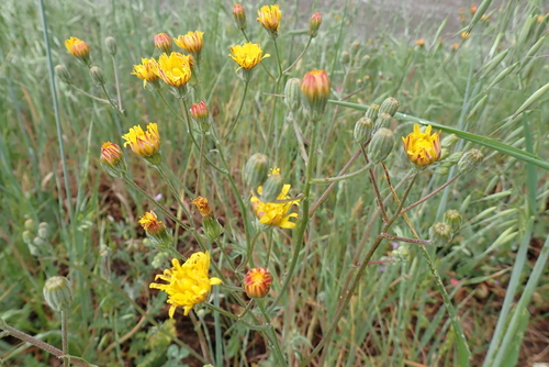 iNaturalist observation photo of hawksbeards