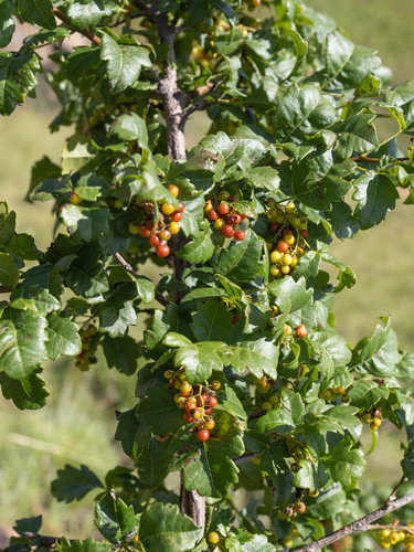 Nana Kunirhus (Searsia dentata)
