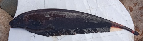 Apteronotid eel (Apteronotus albifrons) — Apteronotidae — 2