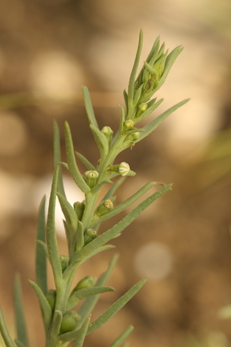 Low Bastard Toadflax (Thesium humile)