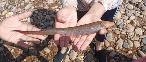 Longtail knifefish (Sternopygus macrurus) — Sternopygidae — 4