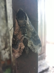 Manduca diffissa mesosa