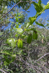 Gloriosa modesta, photograph (c) Morten Ross, some rights reserved (CC BY)