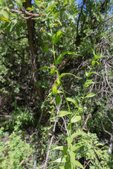 Gloriosa modesta, photograph (c) Morten Ross, some rights reserved (CC BY)