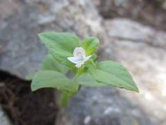 Carlowrightia torreyana