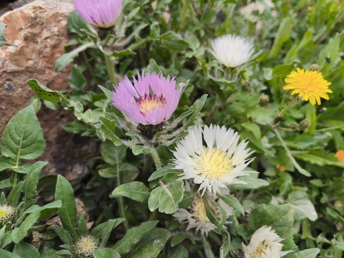 Iberian knapweed
