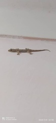 Hemidactylus mabouia