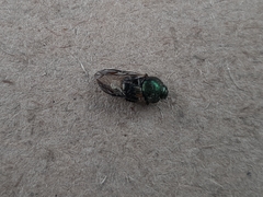 Onthophagus concinnus