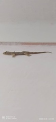 Hemidactylus mabouia