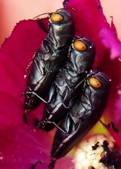 Agrilus muticus