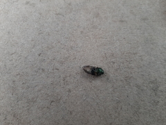 Onthophagus concinnus