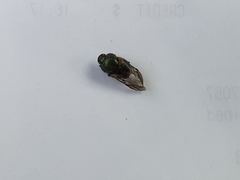 Onthophagus concinnus