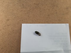 Onthophagus concinnus