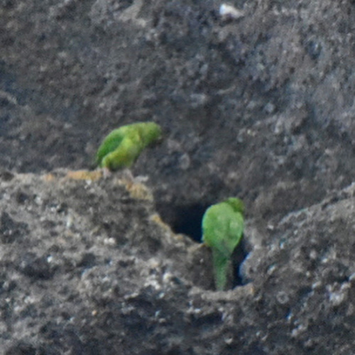 Pacific Parakeet (Psittacara strenuus), photo 10