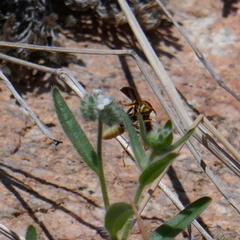 Polistes comanchus navajoe