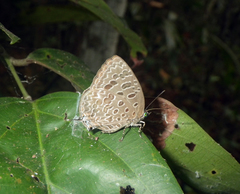 Arhopala alitaeus