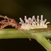 Hongos Parásitos de Arañas - Photo (c) skitterbug, algunos derechos reservados (CC BY), subido por skitterbug