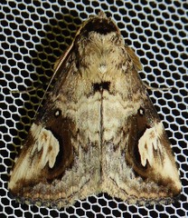 Pseudosphetta fissisigna