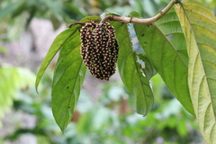 Tetrathylacium macrophyllum