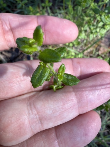 Gonocarpus teucrioides, photograph 4