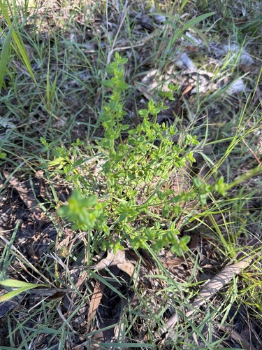 Gonocarpus teucrioides, photograph 6