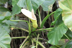 Montrichardia linifera