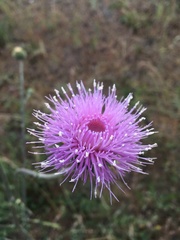 Cirsium neomexicanum