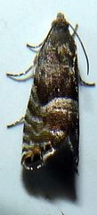 Sereda tautana