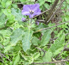 Solanum umbelliferum