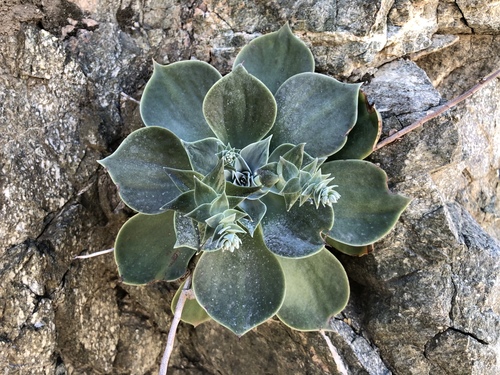 iNaturalist observation photo of Arizona chalk dudleya