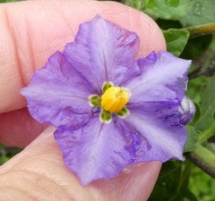 Solanum umbelliferum