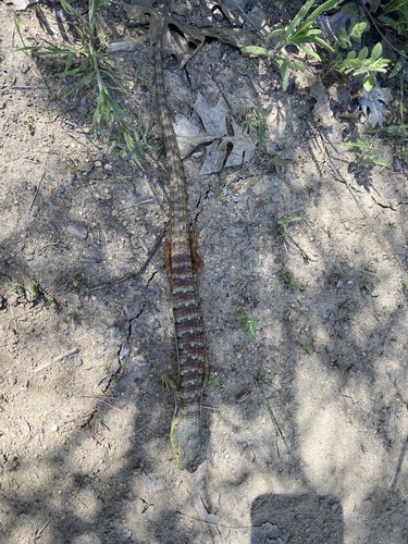 iNaturalist observation photo of Southern Alligator Lizard