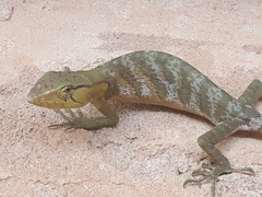 Boulenger's Bush Anole photo 3