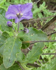 Solanum umbelliferum