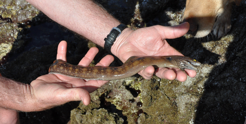 Argus moray (Muraena argus) — Muraenidae — 2