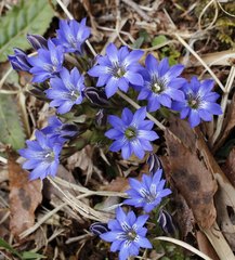 Gentiana thunbergii thunbergii