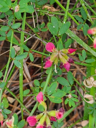 Bentham's broom (Acmispon cytisoides)