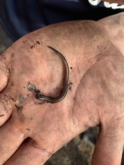 Eurycea quadridigitata