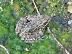 Lithobates yavapaiensis