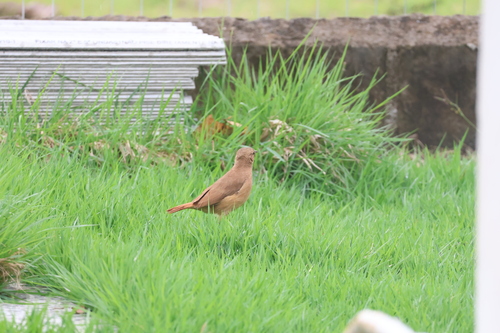 Rufous Hornero