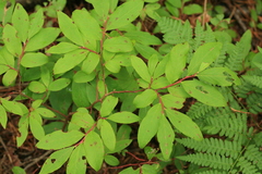 Vaccinium smallii