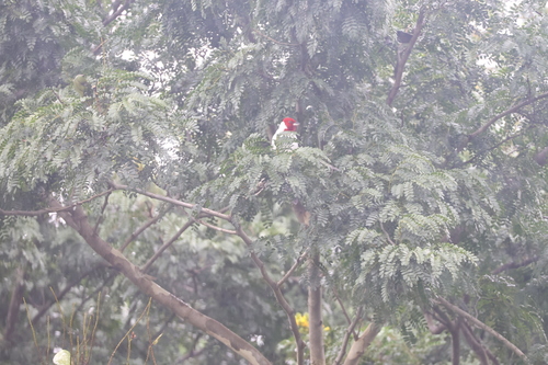 Red-cowled Cardinal