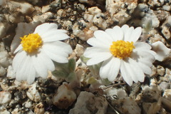 Eriophyllum wallacei rubellum