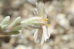 Eriophyllum wallacei rubellum