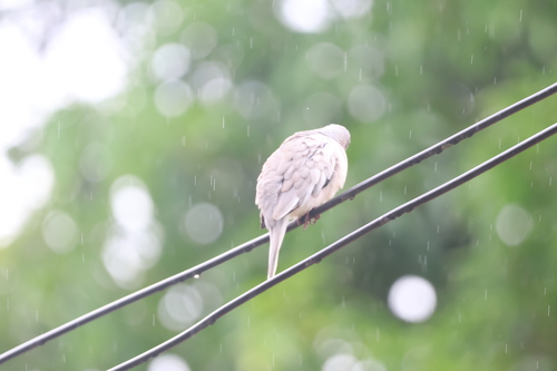 Picuí Ground Dove