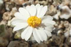 Eriophyllum wallacei rubellum
