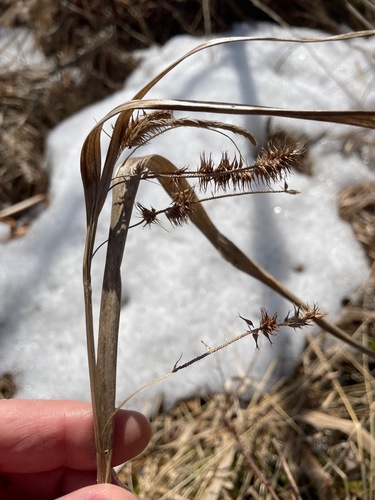 bristly sedge (Carex comosa)