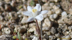 Muilla coronata